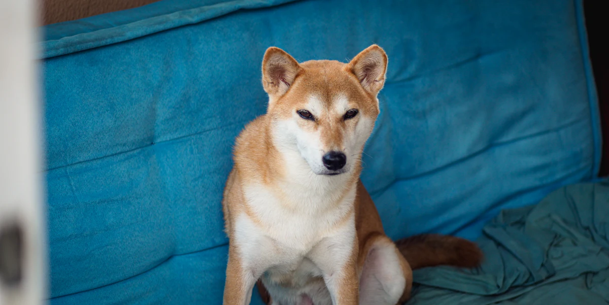 Shiba Inu seated on a blue sofa, illustrating the Dogecoin ETF closure